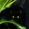 Herbert